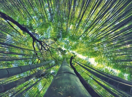 a rainforest that has an ethical supply chain